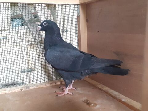 JEUNES PIGEONS NOIRS ou NOIRS &agrave; VOL BLANC 10 33130 Bègles