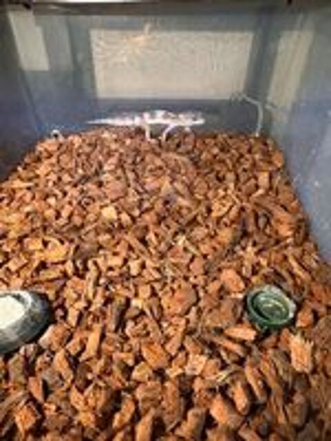   Bébés geckos léopard 5 