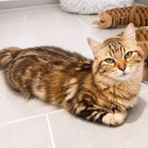   Fifi - adorable femelle 