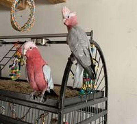   2 rosalbins  