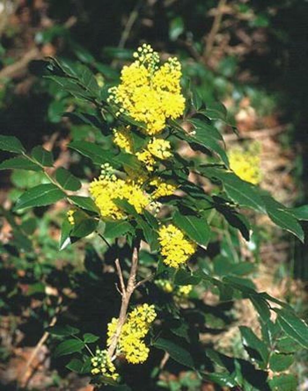 plein de belle plantes saines et bio Jardin