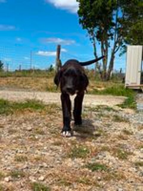   Murphy, croisé cane corso à adopter 