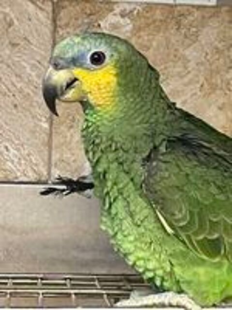   Perroquet amazone  