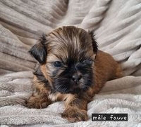   A réserver magnifiques chiots mâles Shih-tzu lof 