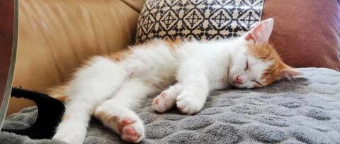 XYPHO, gentil chat roux et blanc à adopter via l'association UMA 160 44100 Nantes