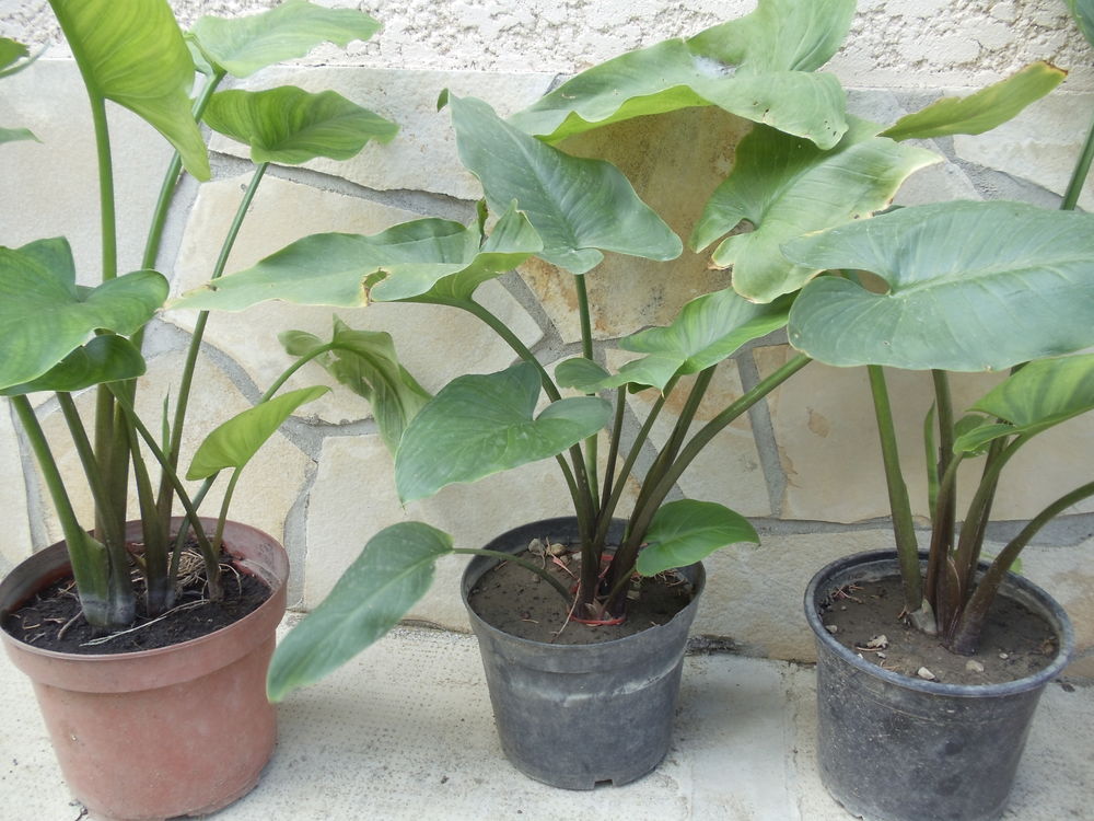 Arum ou calla blanc Jardin