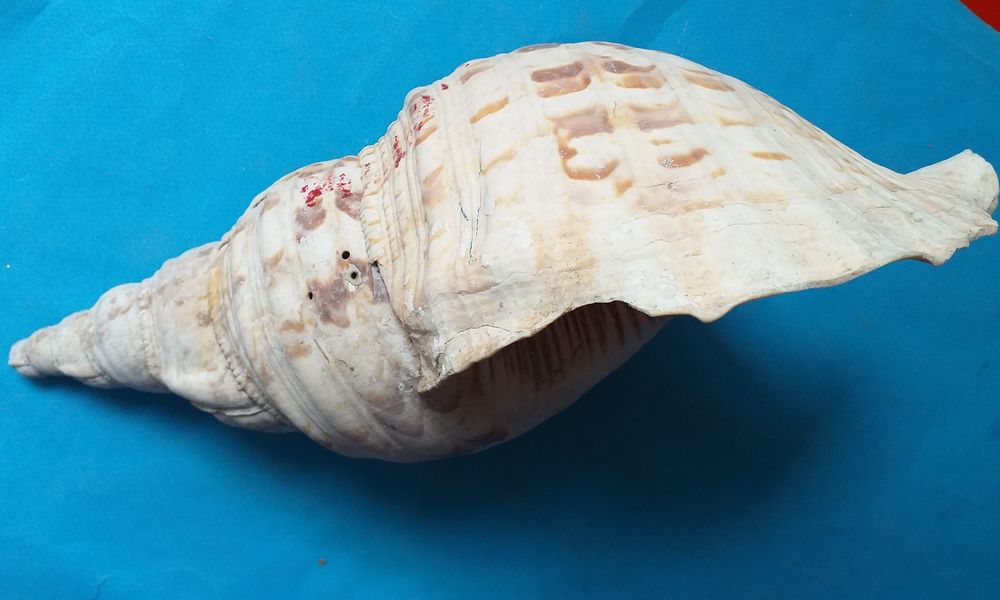 GROS COQUILLAGE - CONQUE - Longueur 32 cm 