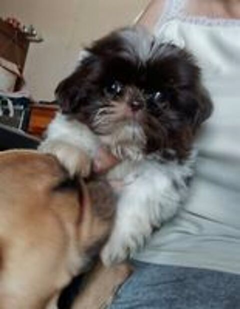   Shih tzu 