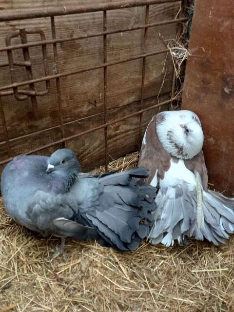 Pigeons paons ( couples ) 30 76210 Saint-eustache-la-fort