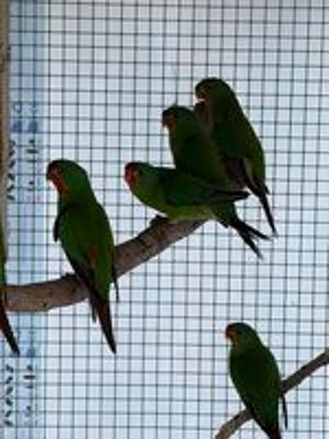   Perruche latham (Swift) 