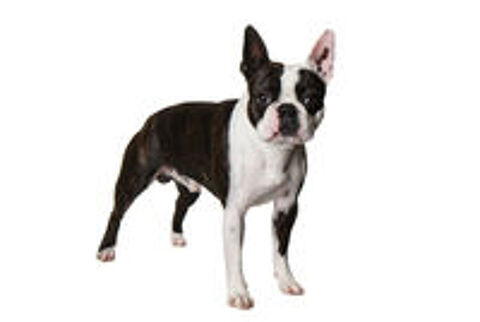   Boston Terrier pour saillie
