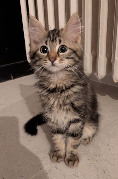 Chaton femelle 3 mois 0 78300 Poissy