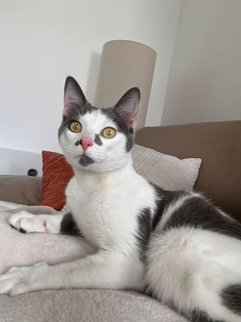 Basil un jeune chat tr&egrave;s attachant 180 92100 Boulogne-billancourt