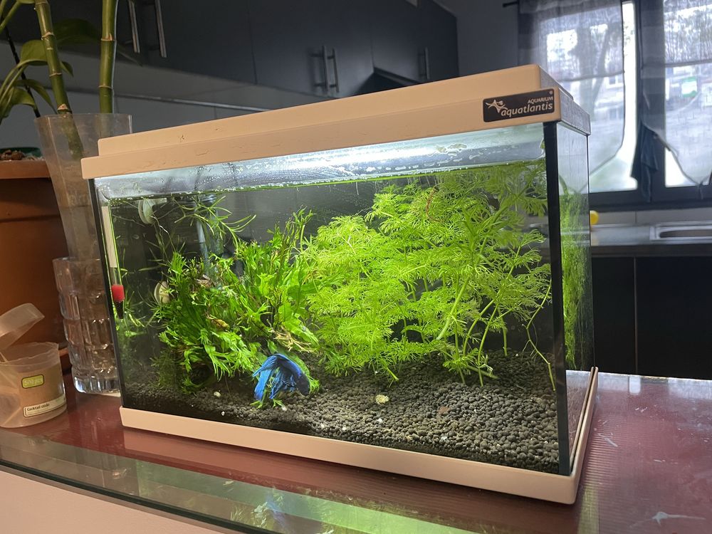 Aquarium complet Décoration