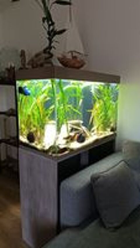   Aquarium CIANO tout équipé impeccable  