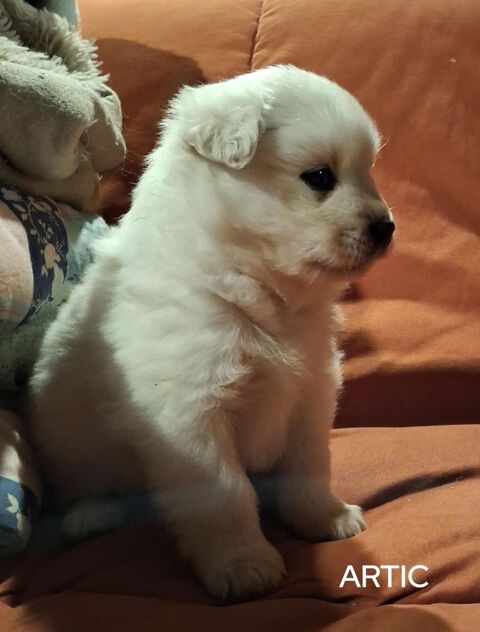 Chiots finnois de Laponie 1500 56330 Pluvigner