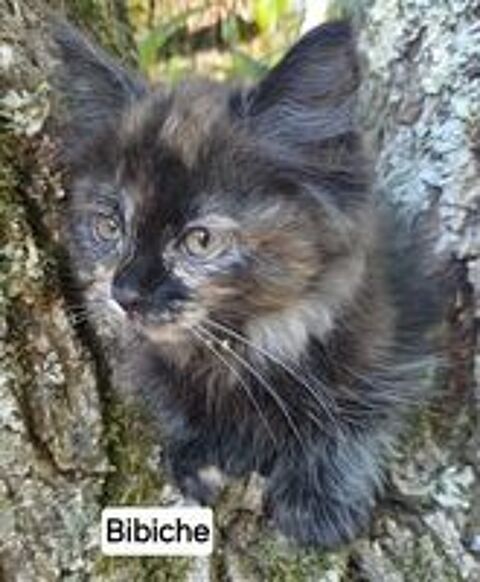   Chatons siberiens LOOF  