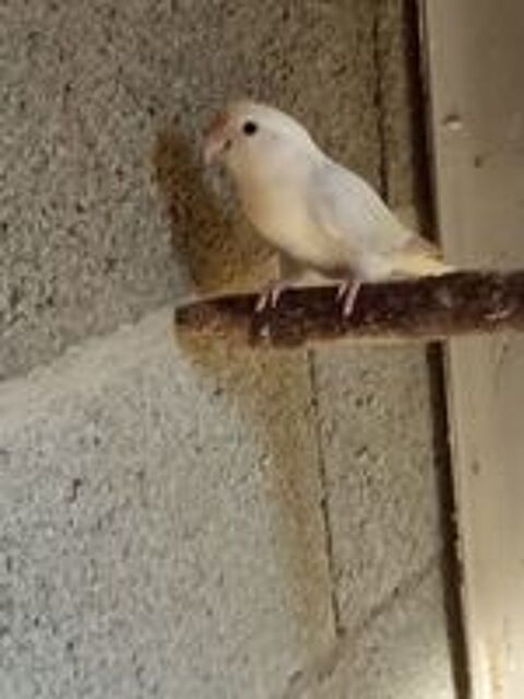   Oiseaux inséparable roseicollis  