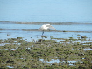  Propri�t�/ch�teau � vendre 4 pi�ces 100 m� Chipiona