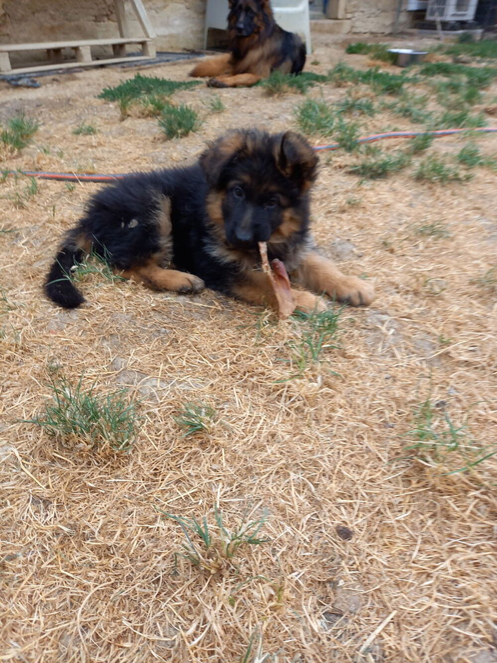   TRES BEAUX CHIOTS BERGERS ALLEMAND A POILS LONGS.LOF 