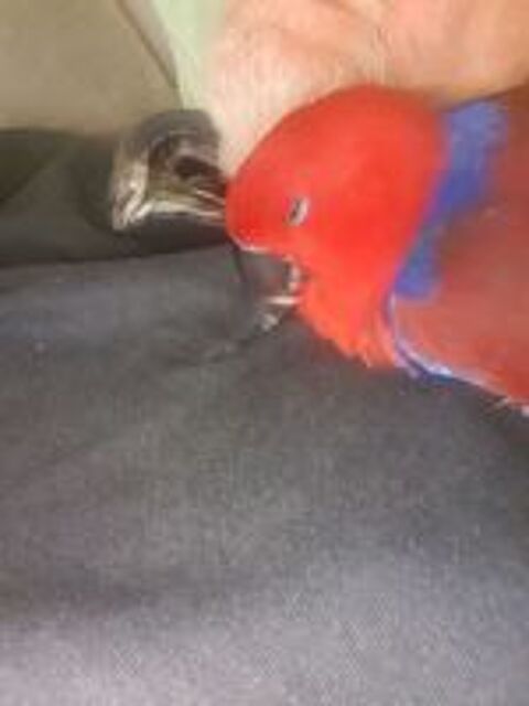   Eclectus femelle eam 