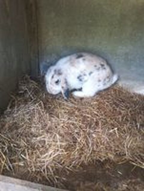   lapin 