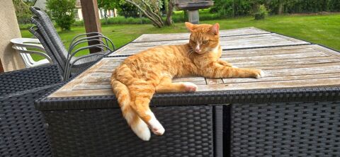 Chat perdu 0 27170 Grosley-sur-risle