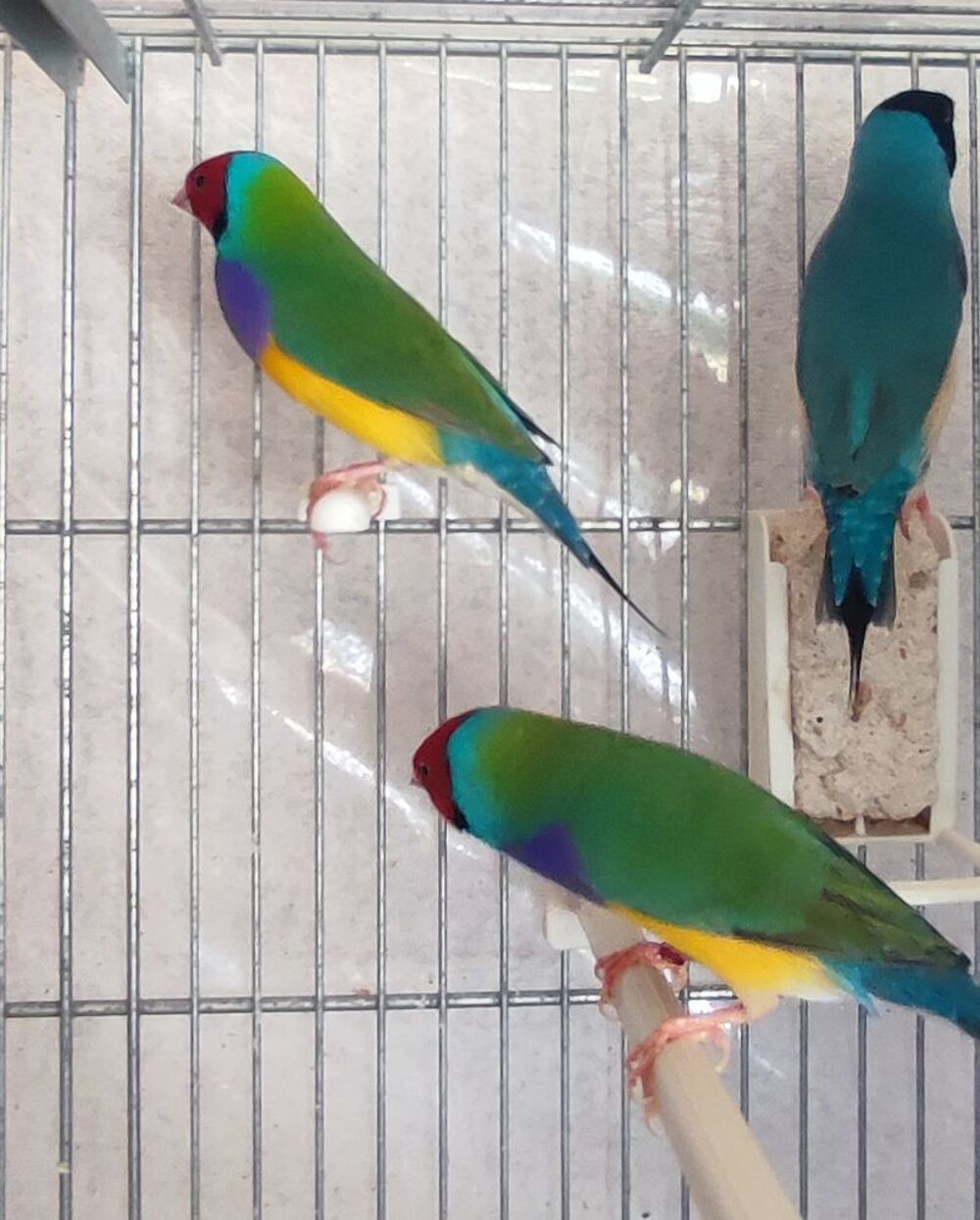   Diamant de Gould 