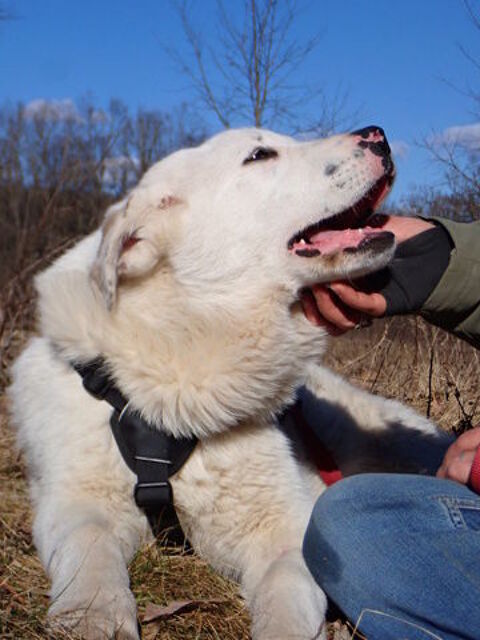 Ourse &agrave; l'adoption 320 84000 Avignon