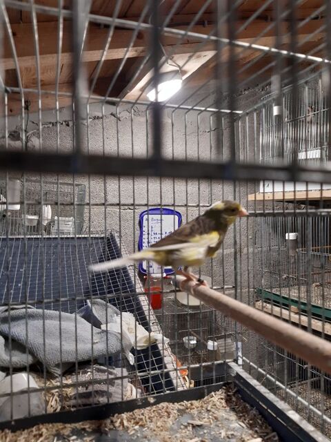 Canari Timbrado 40 33240 Saint-andré-de-cubzac