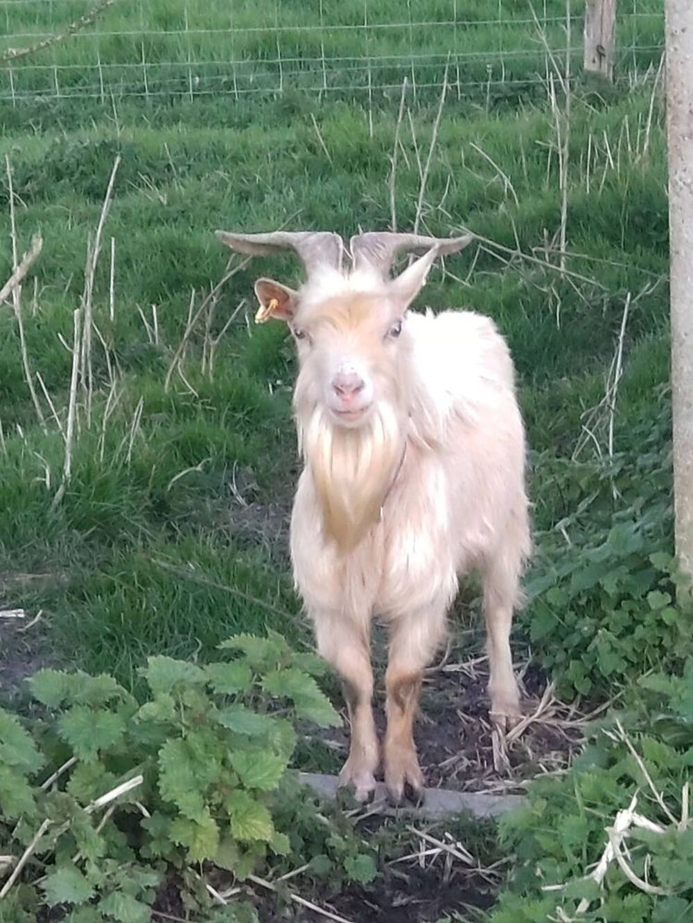   Opeth, bouc nain à adopter 