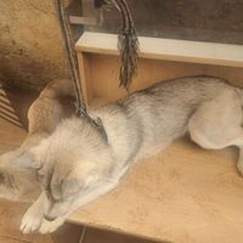   Magnifiques chiots husky sibrien 
