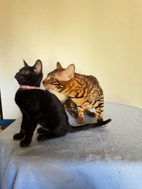 CHATON BENGAL inscrit au LOOF p&egrave;re CHAMPION INTERNATIONNAL 1300 91550 Paray-vieille-poste