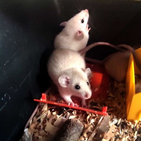 RATERIE, SOURIS, MASTOMYS 3 37600 Loches