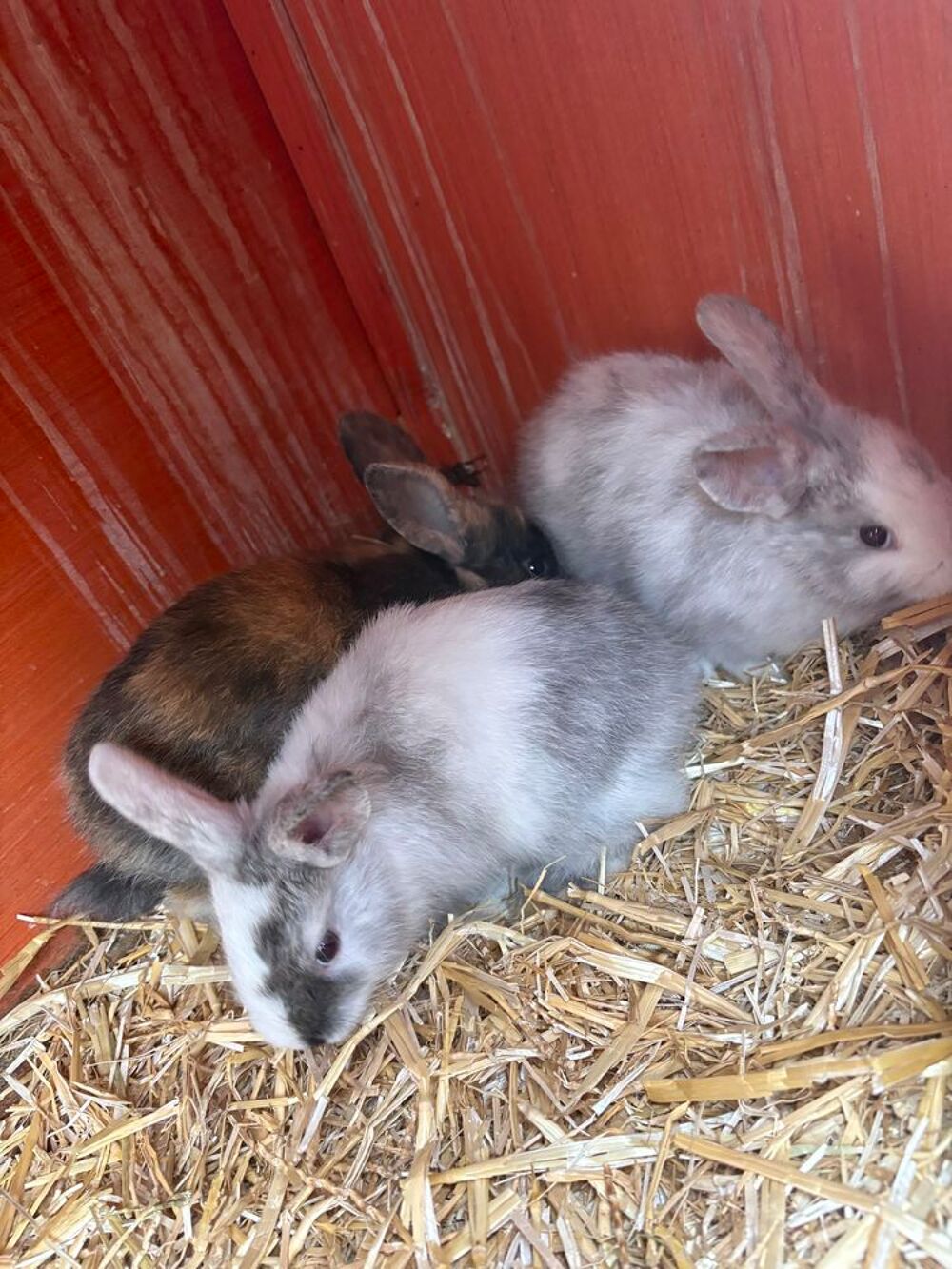   Lapin nain  