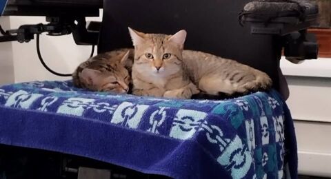 Chat KIARA et KELLY &agrave; l adoption 400 38160 Saint-romans