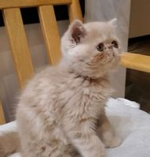   A réserver EXOTIC SHORTHAIR - Mâle, LOOF ,crème 