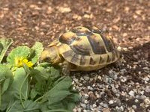   Bébé+tortue+Testudo+graeca+ibera+ 