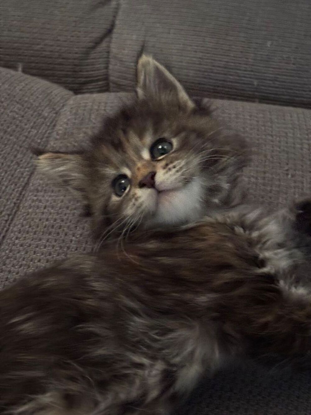   Femelle type Maine coon 