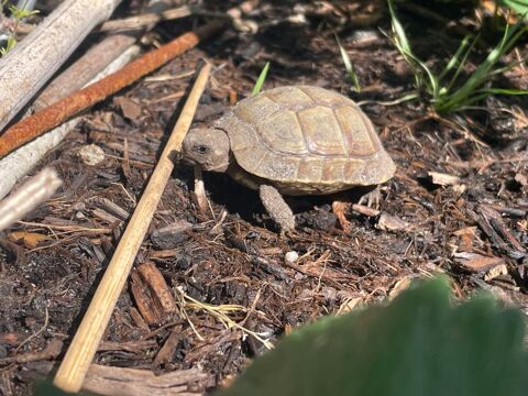 Tortue de terre 3 ans 75 33000 Bordeaux