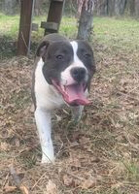   Jeune American Staffordshire Terrier LOF 