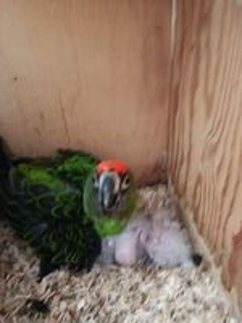   perroquet de jardine EAM 