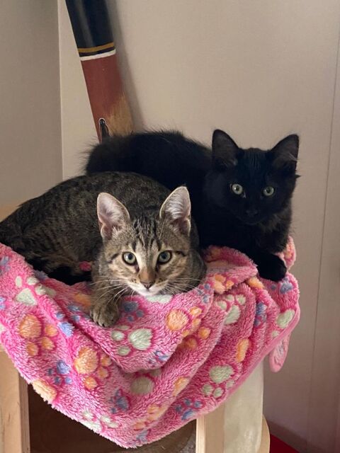 AMADEO ET AMARETTO 310 92400 Courbevoie