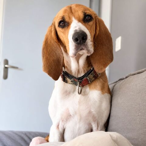 Tropico - beagle de 4ans 100 38470 Cognin-les-gorges