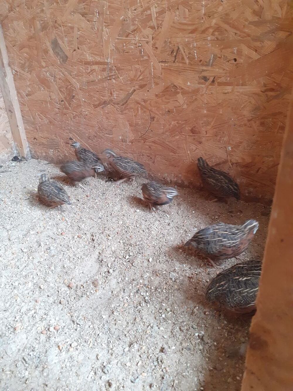   Cailles arlequin  