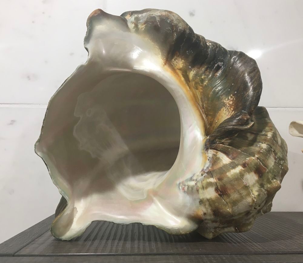 Magnifique Burgot des Antilles Décoration