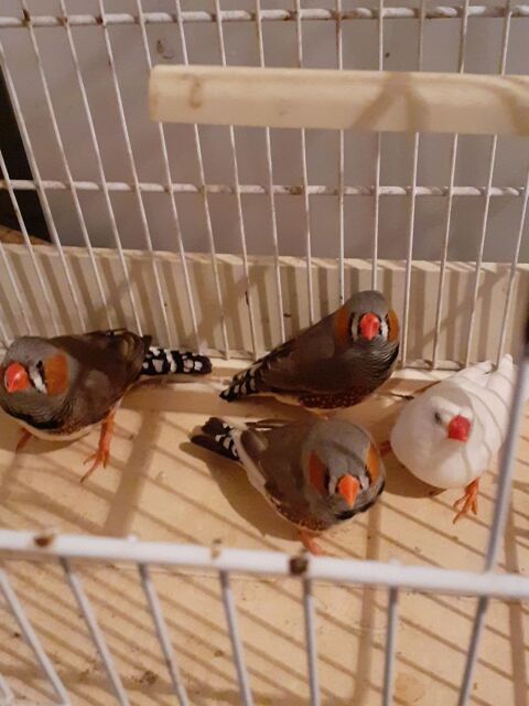 mandarins 5 22400 Land�hen