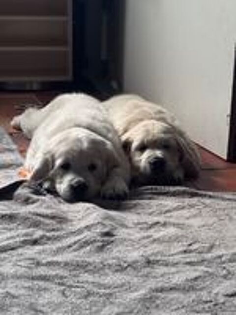   Golden Retriever 
