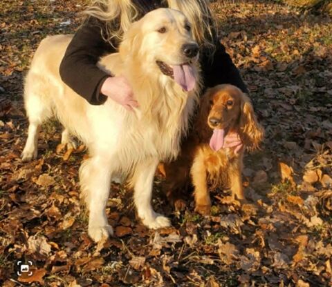 Superbe Golden Retriever disponible pour Saillie
0 59610 Fourmies