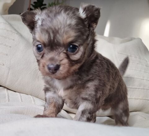 A r&eacute;server chiots m&acirc;les chihuahua 1100 17000 La rochelle